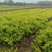 大杯金森女贞苗，高30-40公分苗圃基地量大从优