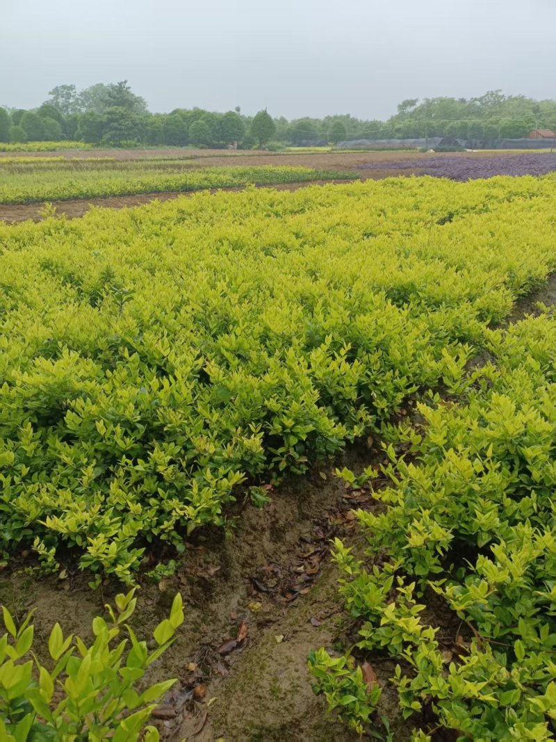 大杯金森女贞苗，高30-40公分苗圃基地量大从优