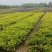 大杯金森女贞苗，高30-40公分苗圃基地量大从优