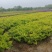 大杯金森女贞苗，高30-40公分苗圃基地量大从优