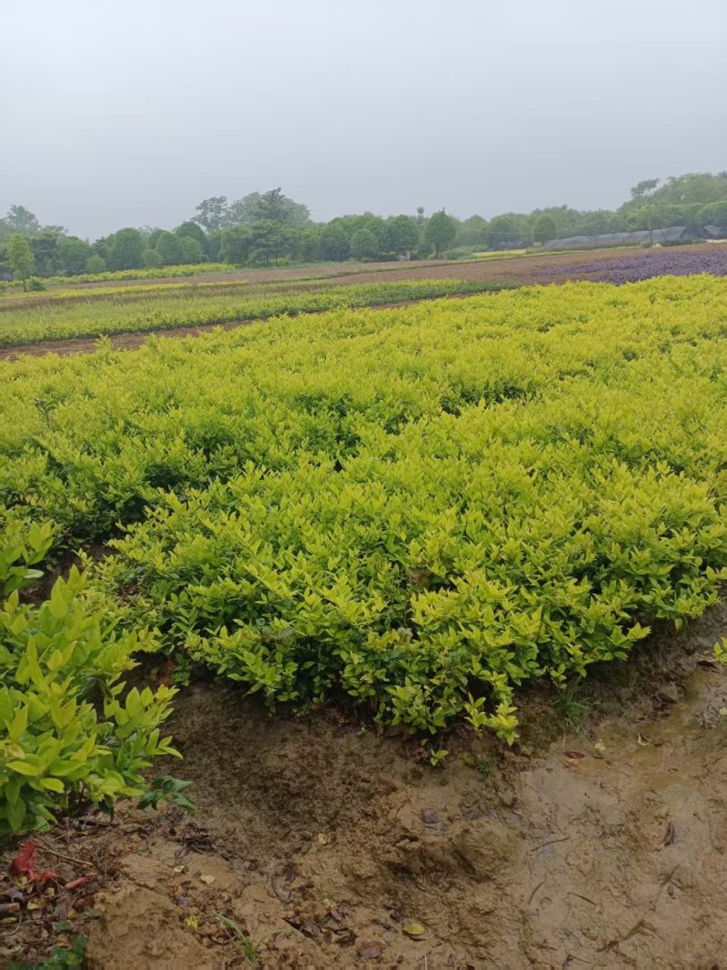 大杯金森女贞苗，高30-40公分苗圃基地量大从优