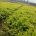 大杯金森女贞苗，高30-40公分苗圃基地量大从优