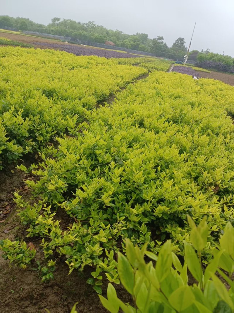 大杯金森女贞苗，高30-40公分苗圃基地量大从优
