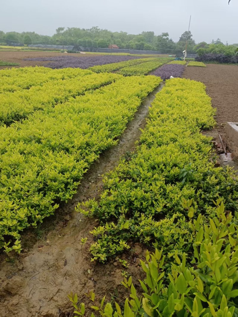 大杯金森女贞苗，高30-40公分苗圃基地量大从优
