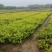 大杯金森女贞苗，高30-40公分苗圃基地量大从优