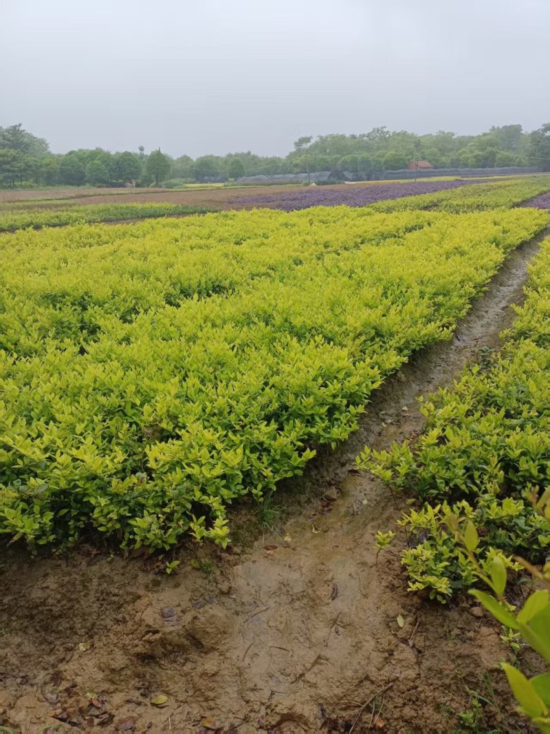 大杯金森女贞苗，高30-40公分苗圃基地量大从优