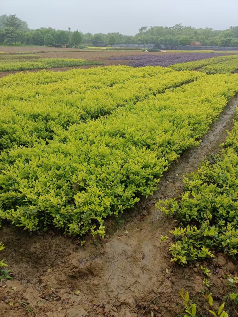 大杯金森女贞苗，高30-40公分苗圃基地量大从优