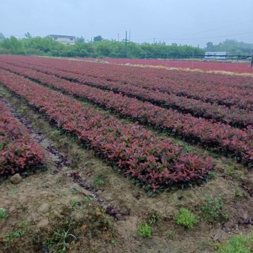 红叶石楠苗30-40公分产地一手货源易成活品质保障