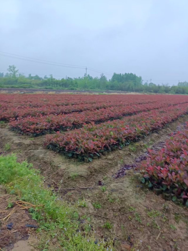 红叶石楠苗30-40公分产地一手货源易成活品质保障