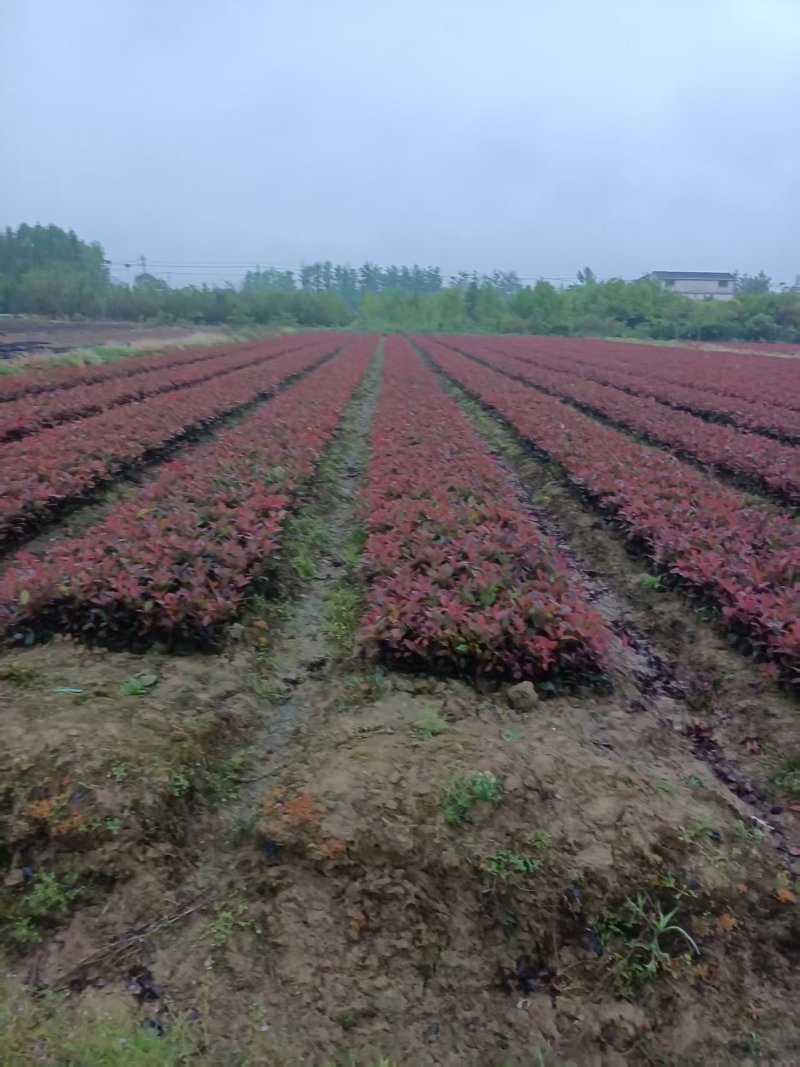 红叶石楠苗30-40公分产地一手货源易成活品质保障