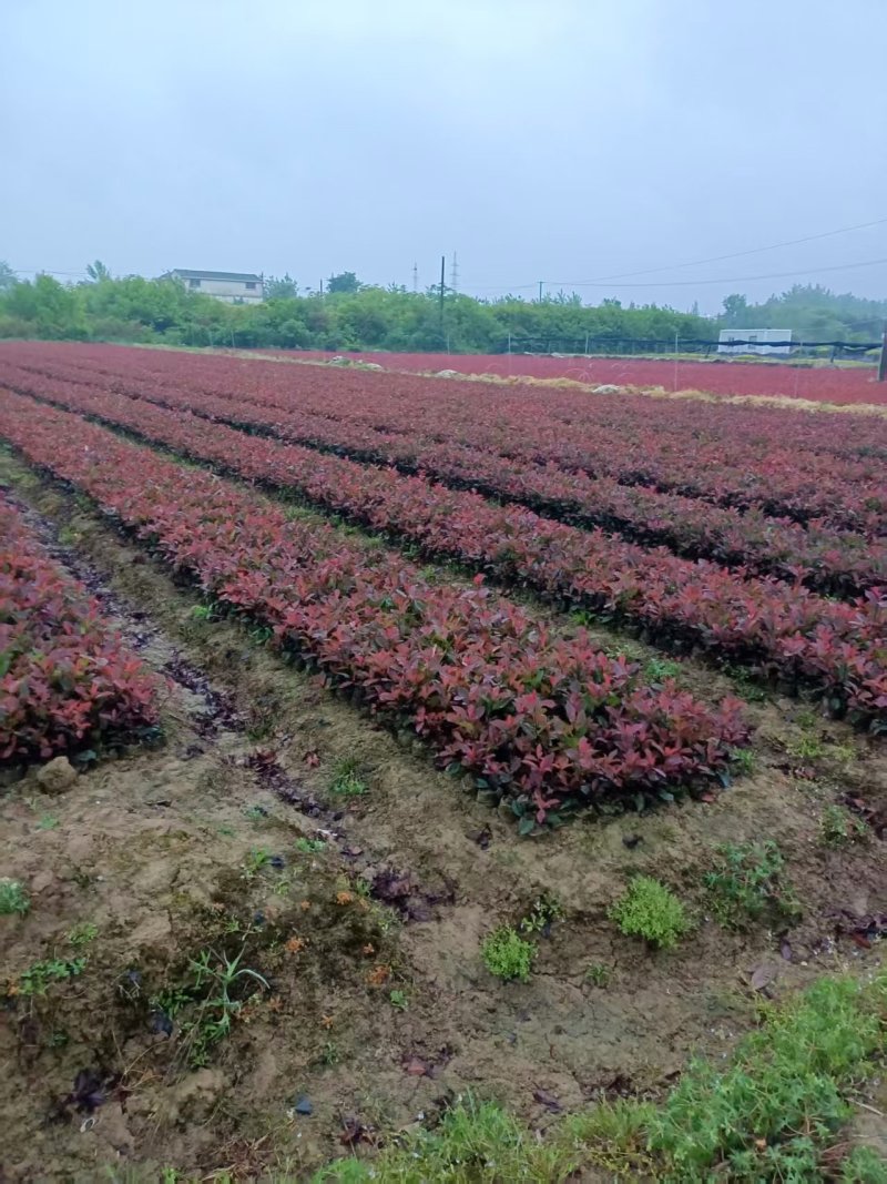 红叶石楠苗30-40公分产地一手货源易成活品质保障