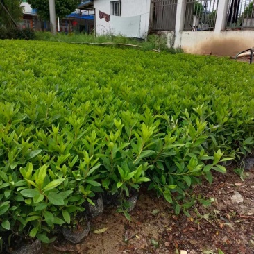 大杯春鹃苗毛杜鹃夏鹃高度35-40价格优惠诚信经营