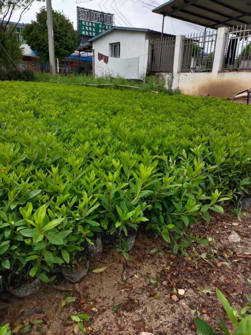 大杯春鹃苗毛杜鹃夏鹃高度35-40价格优惠诚信经营