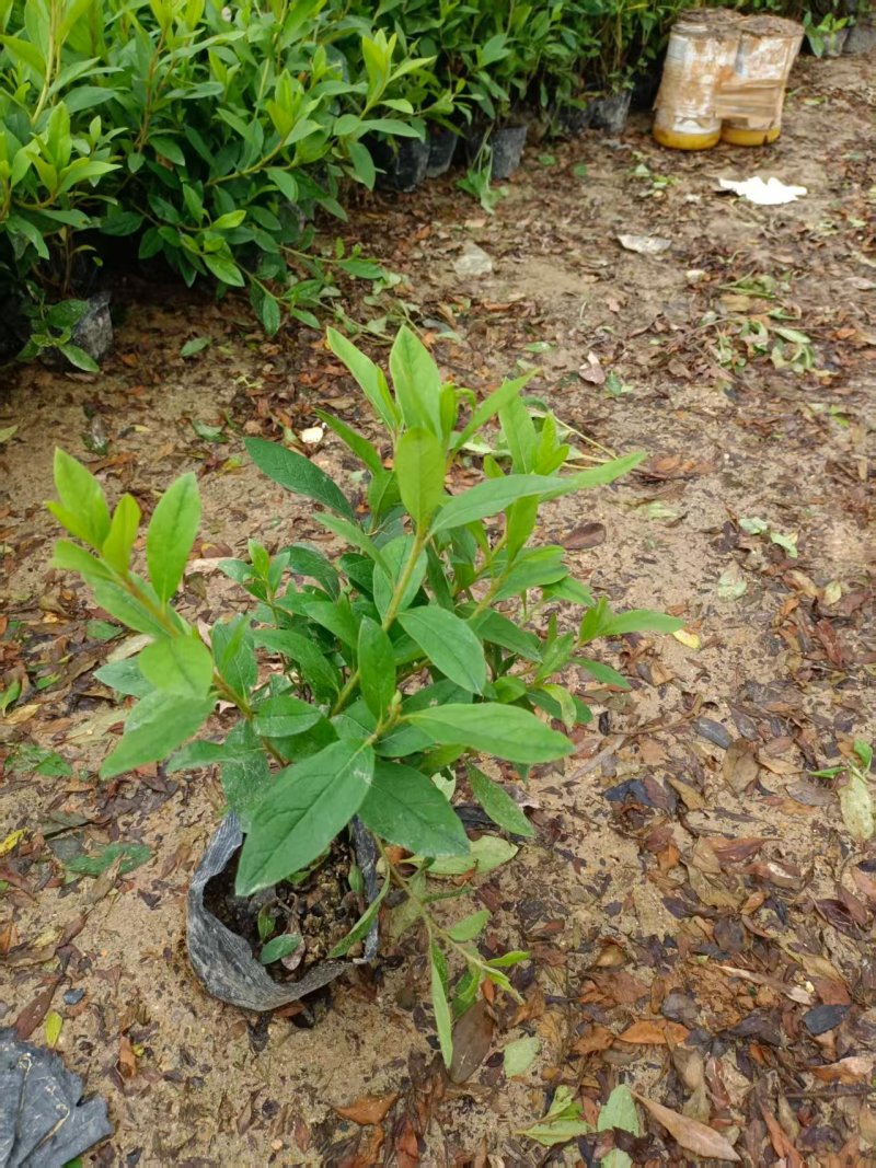 大杯春鹃苗毛杜鹃夏鹃高度35-40价格优惠诚信经营