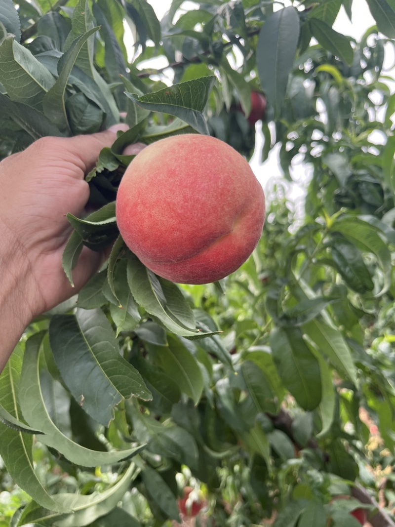 中桃13《霸王脆》果型好，口感好，颜色好上市早