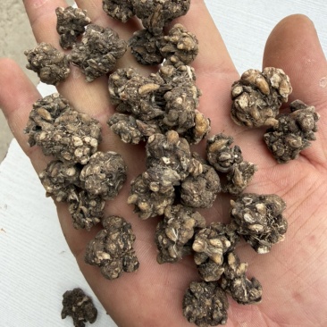 猫爪草精选统装货产地直销