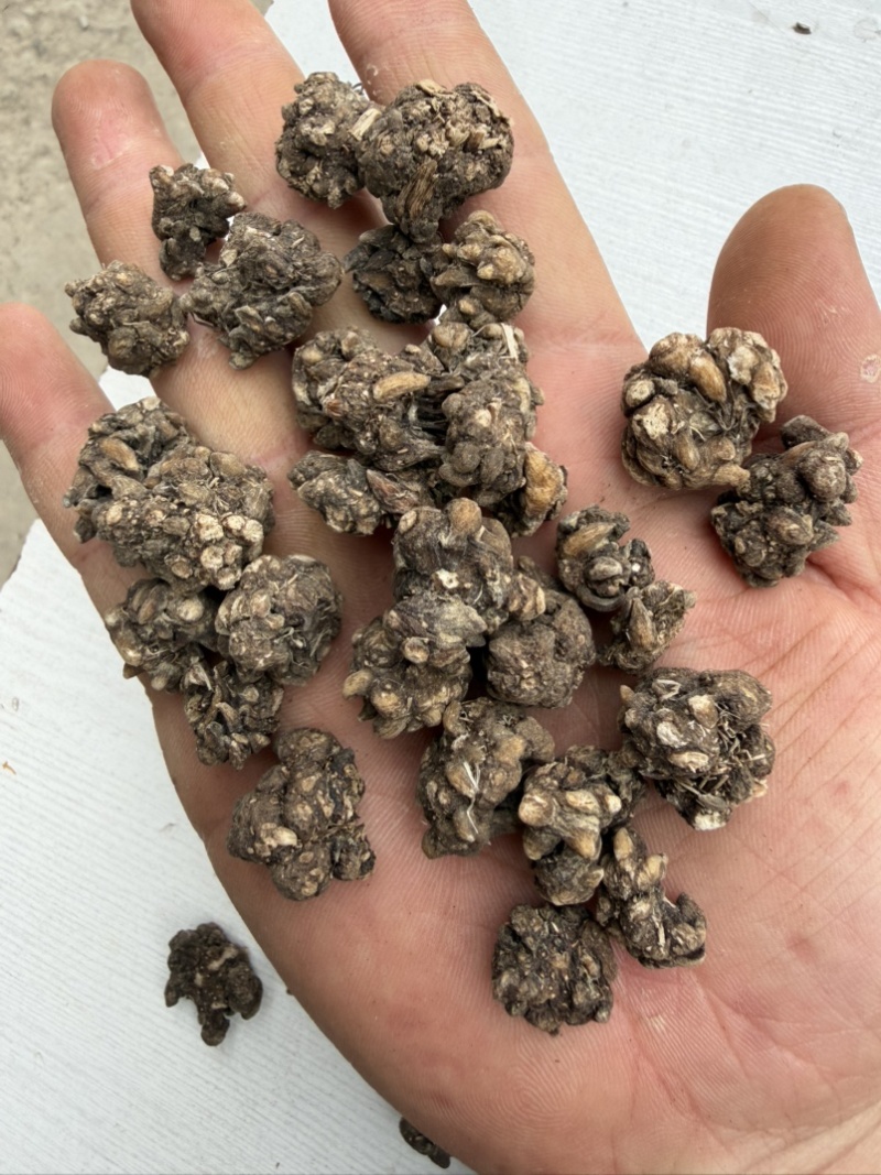 猫爪草精选统装货产地直销