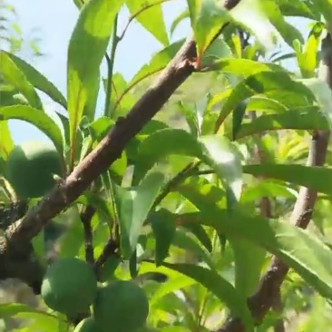 蜂糖李
