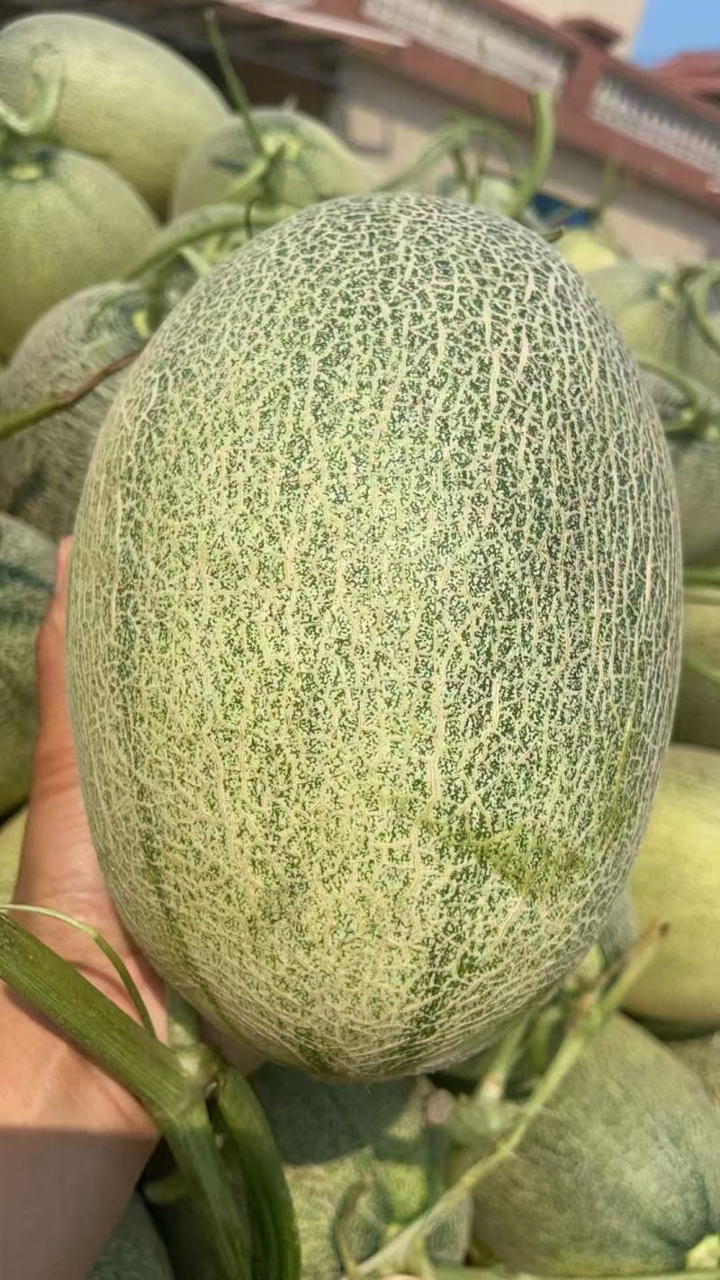 哈密瓜
