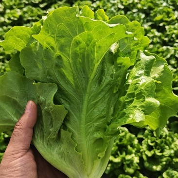 云南意大利，罗马生菜，直立生菜