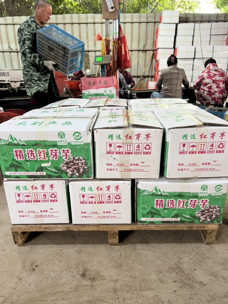 上饶市铅山红芽芋，保值保量，量大可优惠