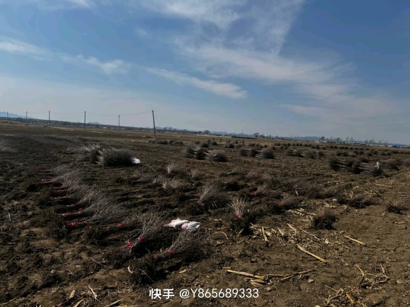 沙棘苗，中华沙棘，俄罗斯深秋红大果沙棘，成活率高