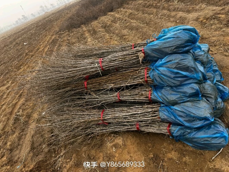 沙棘苗，中华沙棘，俄罗斯深秋红大果沙棘，成活率高
