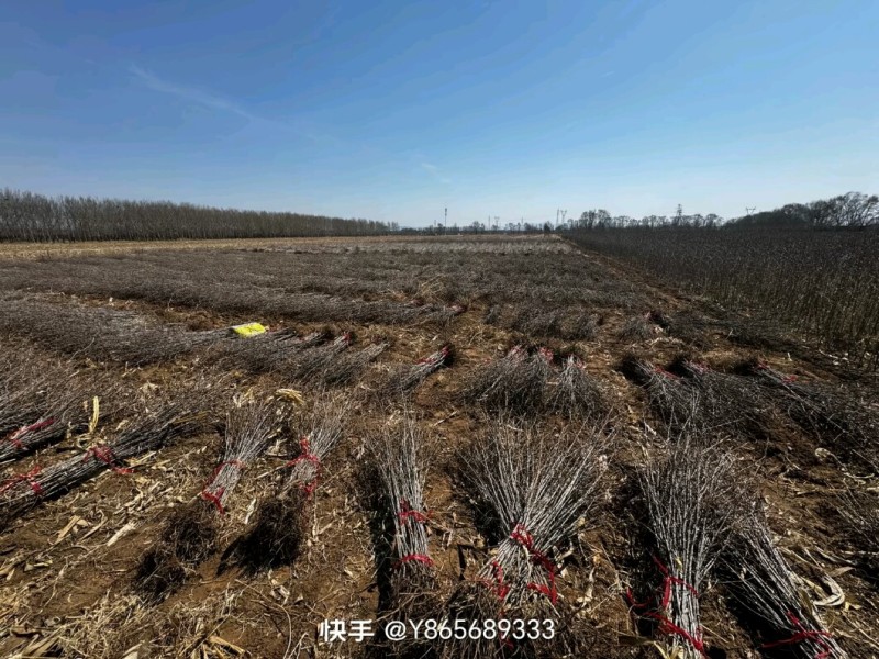 沙棘苗，中华沙棘，俄罗斯深秋红大果沙棘，成活率高