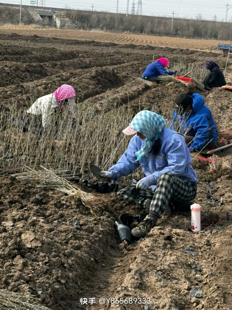 沙棘苗，中华沙棘，俄罗斯深秋红大果沙棘，成活率高