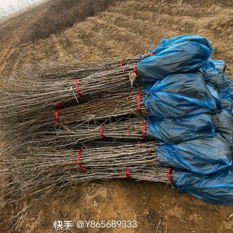 沙棘苗，中华沙棘，俄罗斯深秋红大果沙棘，成活率高