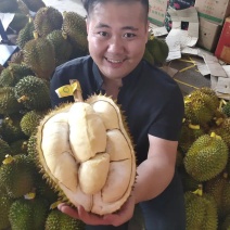 金枕榴莲一手批发价格，A果保5房，坏果包赔