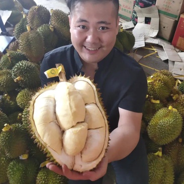 金枕榴莲一手批发价格，A果保5房，坏果包赔
