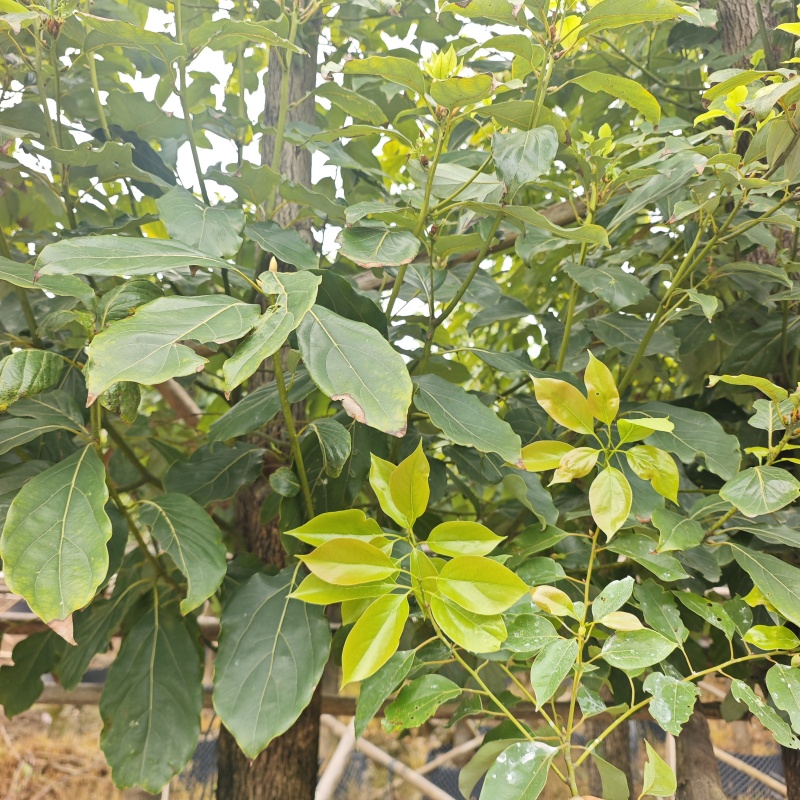 2604苗圃供应大叶香樟树8-15cm袋苗