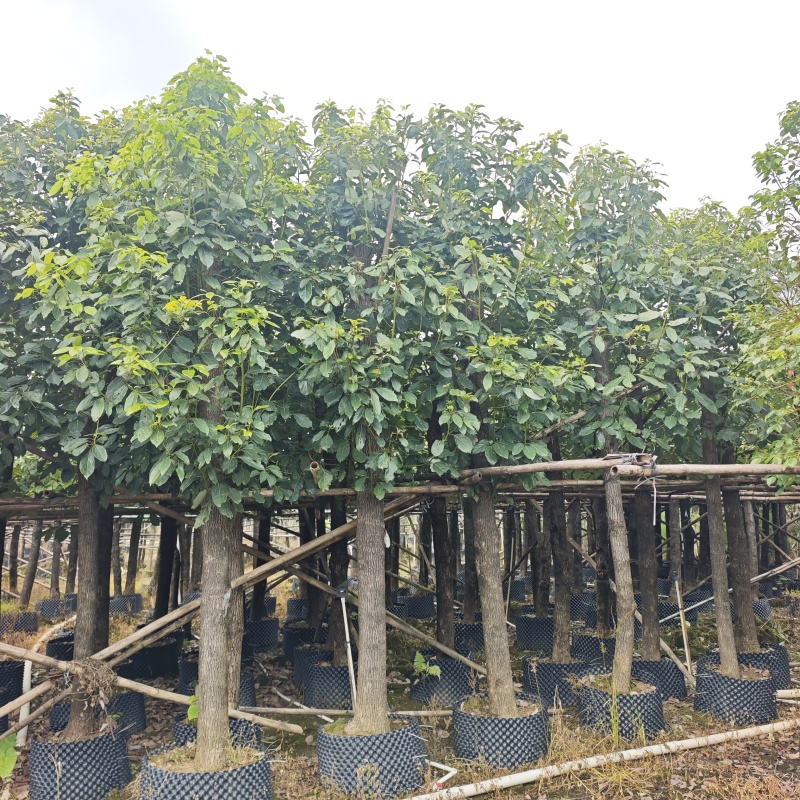 2604苗圃供应大叶香樟树8-15cm袋苗