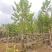 2604苗圃供应乐昌含笑8-15cm袋苗