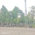 2604苗圃供应乐昌含笑8-15cm袋苗
