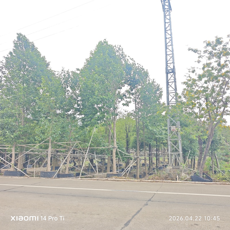 2604苗圃供应乐昌含笑8-15cm袋苗