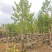 2604苗圃供应乐昌含笑8-15cm袋苗