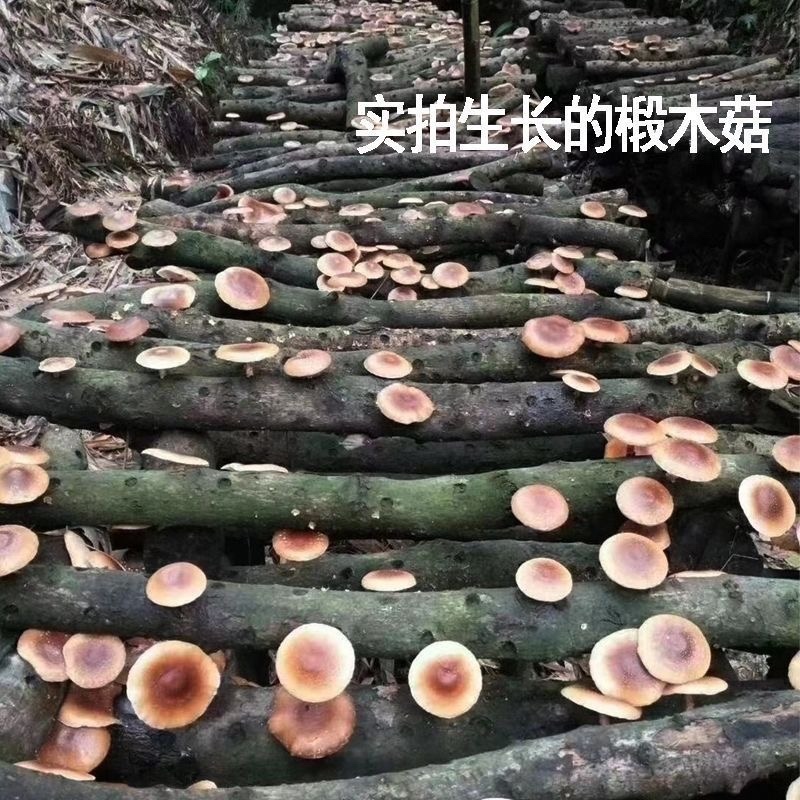 新椴木香菇原木香信菇冬菇特产
