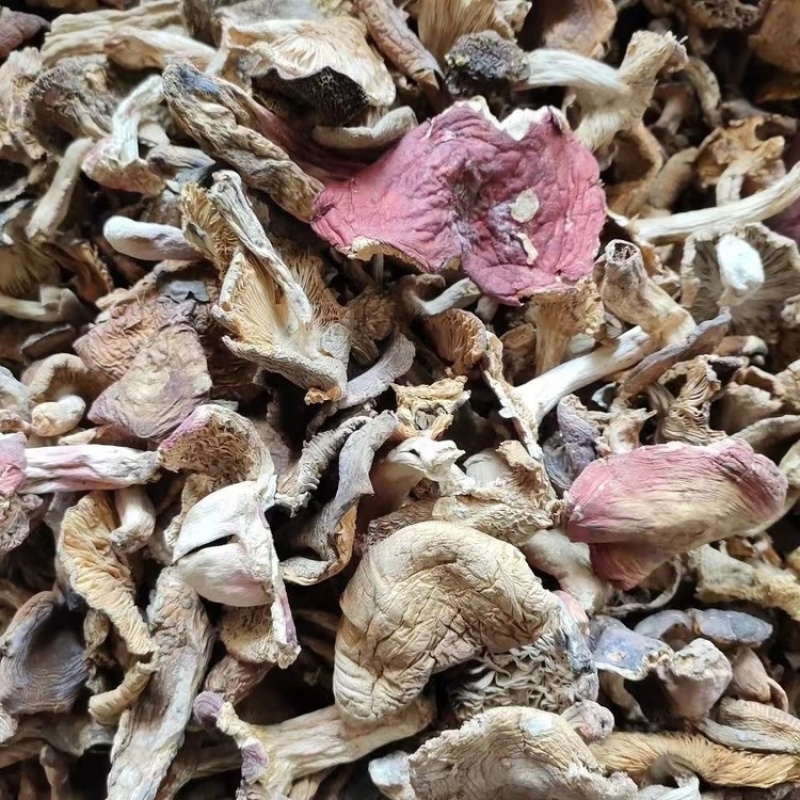 秋上新杂菌青头松菌等菌味香浓农家采摘特价批发