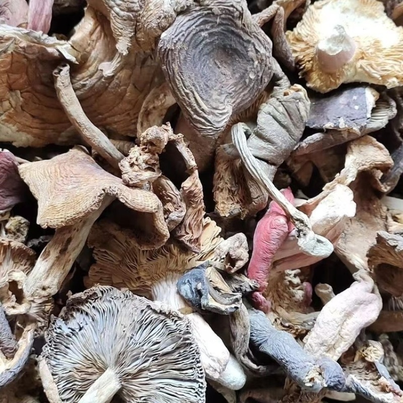 秋上新杂菌青头松菌等菌味香浓农家采摘特价批发