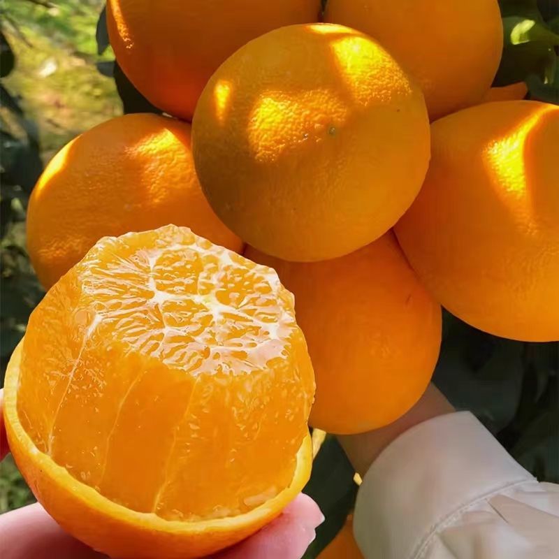【实力商家】精品伦晚脐橙皮薄多汁产地直发代发全国