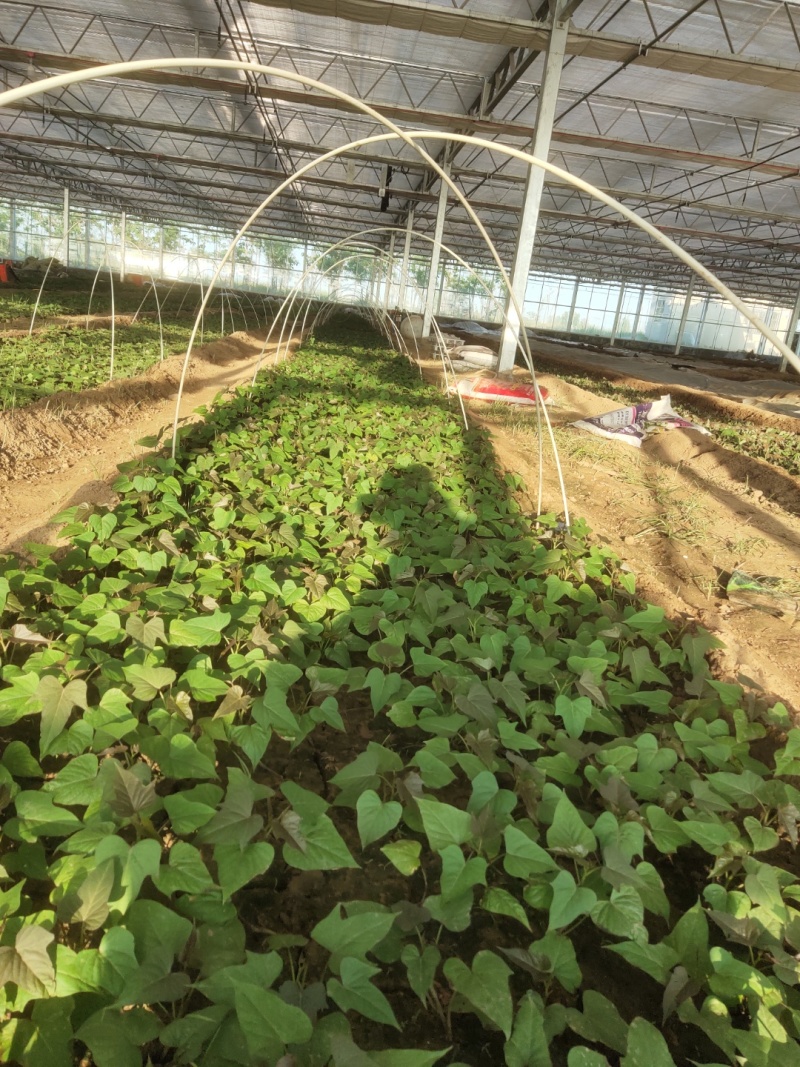 西瓜红薯苗河南精品红薯苗基地质量保证长年供应