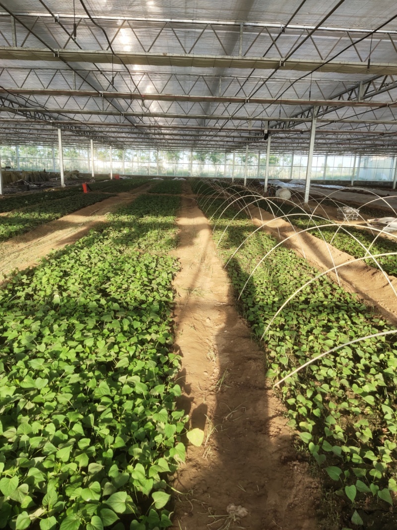 西瓜红薯苗河南精品红薯苗基地质量保证长年供应