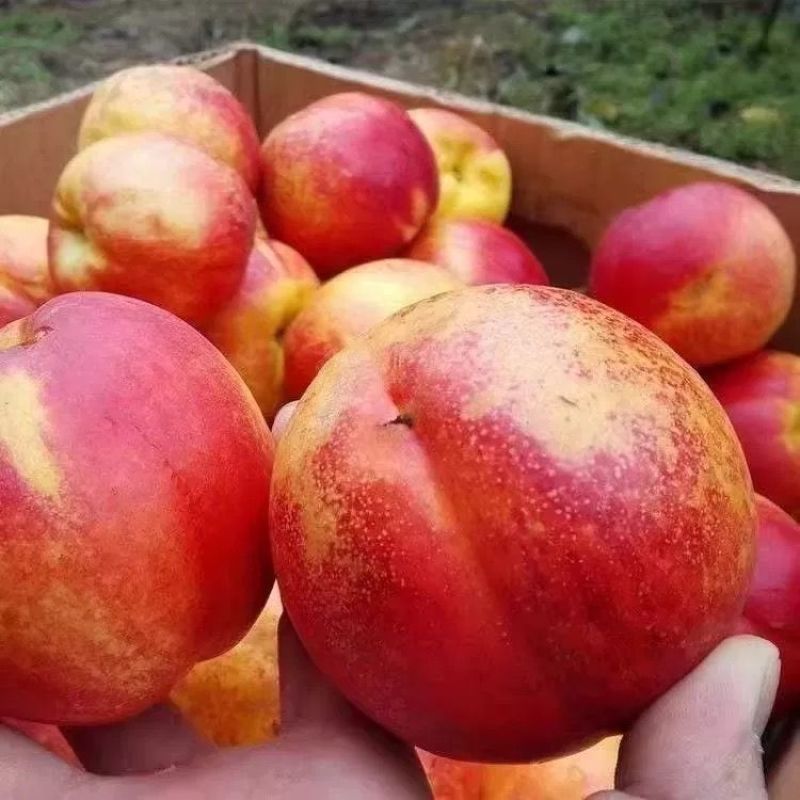 【质优】精品油桃大量供应口感清脆多汁现摘现发应季水