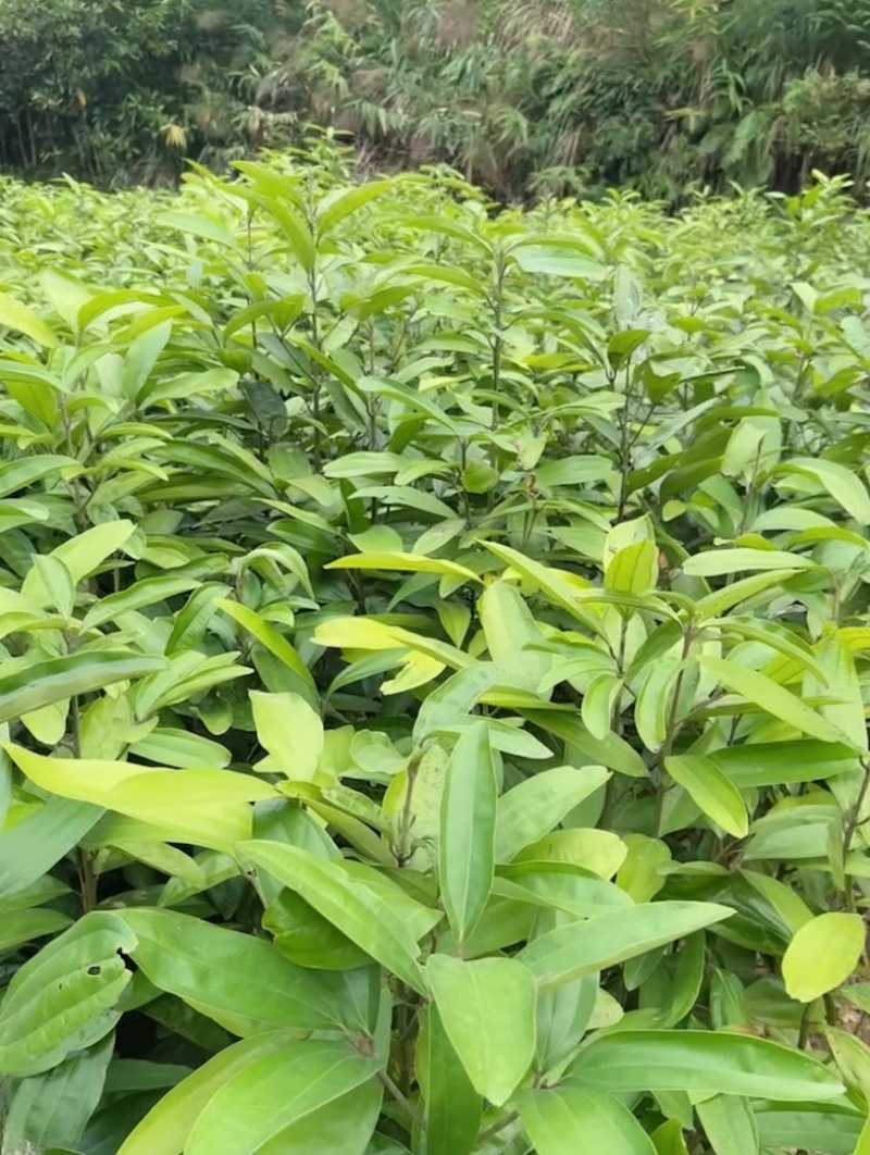 广西肉桂祼根苗高度80公分