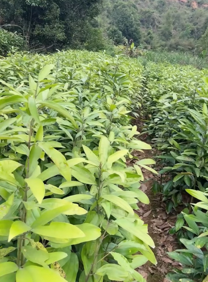 广西肉桂祼根苗高度80公分