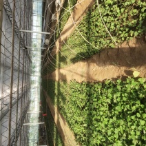 西瓜红薯苗河南精品红薯苗基地质量保证长年供应