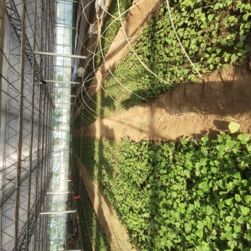 西瓜红薯苗河南精品红薯苗基地质量保证长年供应