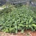 肉桂杯苗高度20到30公分高